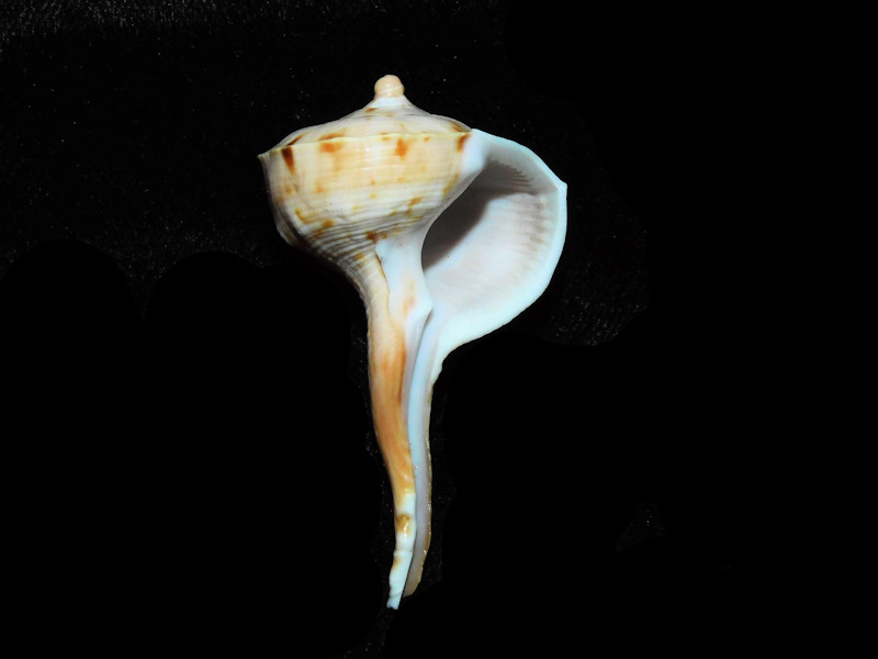 Modal Additional Images for Tudicla spirillus 2 ¼” or 56.71mm."Cuddalore India" LOT#901247JB