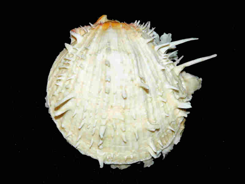(image for) Spondylus americanus 4 5/8” or 114.52mm."Blackthorn" Lot#17956