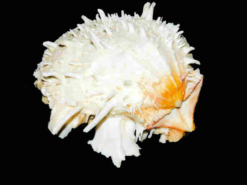 Spondylus americanus 4 5/8” or 114.52mm."Blackthorn" Lot#17956