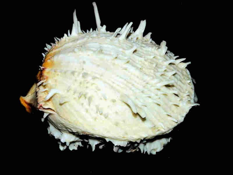 Spondylus americanus 4 5/8” or 114.52mm."Blackthorn" Lot#17956