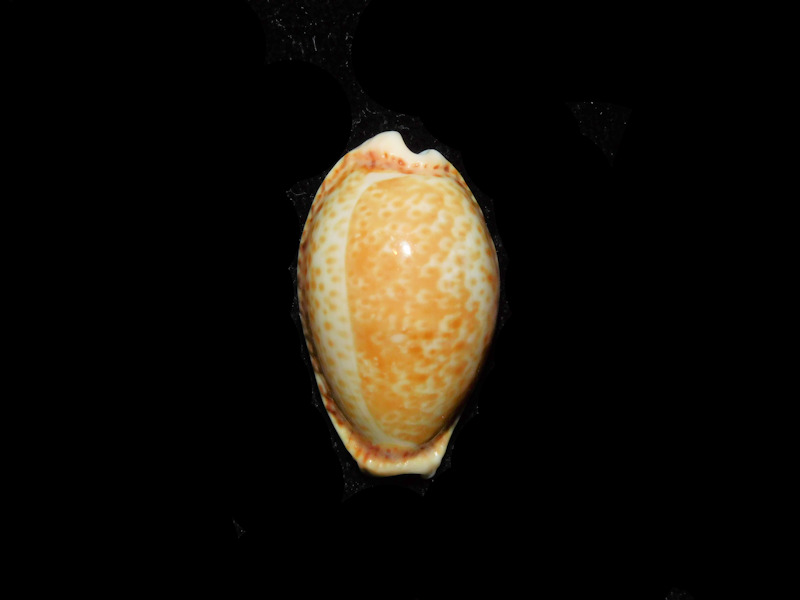 (image for) Naria spurca 31.32mm."Lapsi Malta" LOT#901325JB