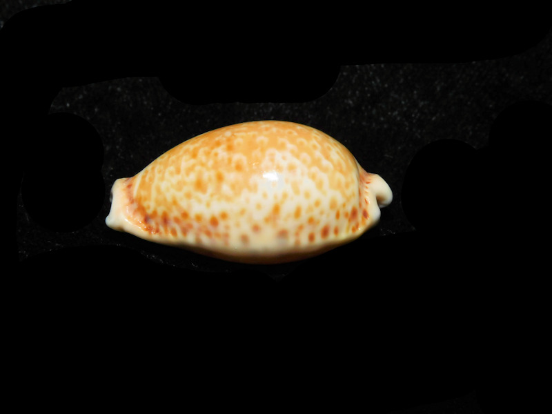 Naria spurca 31.32mm."Lapsi Malta" LOT#901325JB