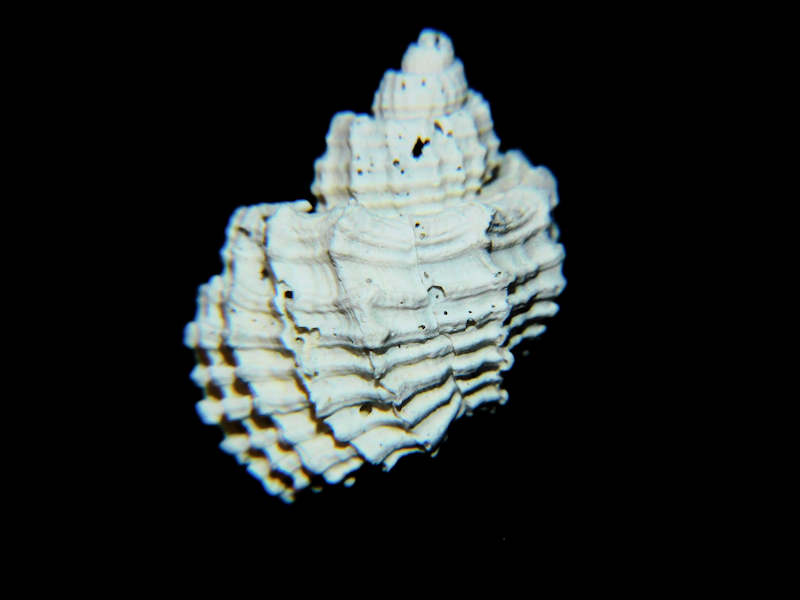 Trigonostoma druidi 22.27mm. Pinecrest Member Lot#17909 (image for) Trigonostoma druidi 22.27mm. Pinecrest Member Lot#17909