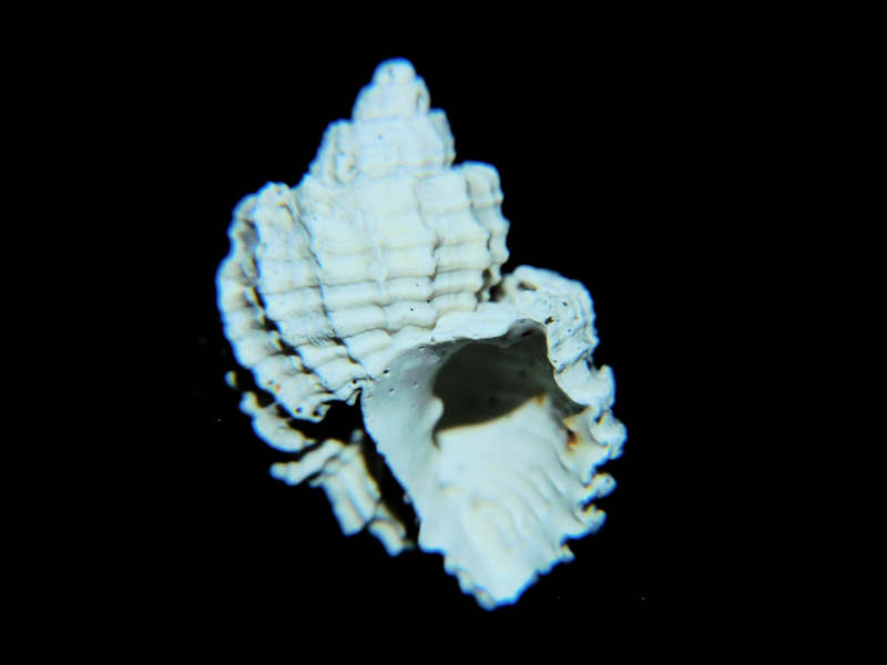 Modal Additional Images for Trigonostoma druidi 22.27mm. Pinecrest Member Lot#17909