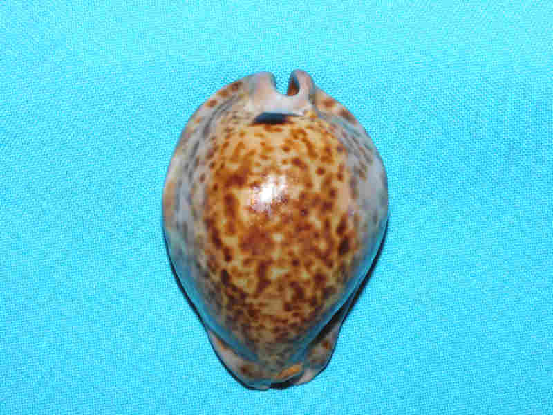 (image for) Trona stercoraria 2 ¾” or 70.05mm. "Rusty Congo Specimen" LOT#901270JB