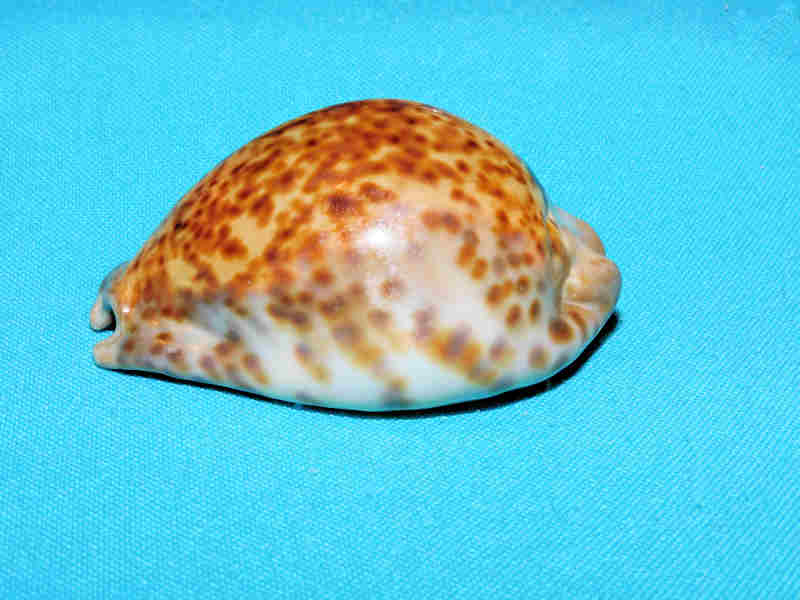 Trona stercoraria 2 ¾” or 70.05mm. "Rusty Congo Specimen" LOT#901270JB