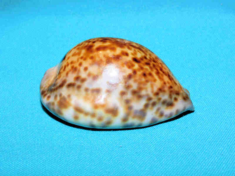 Trona stercoraria 2 ¾” or 70.05mm. "Rusty Congo Specimen" LOT#901270JB