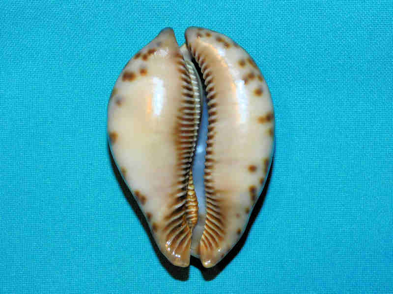 Modal Additional Images for Trona stercoraria 2 ¾” or 70.05mm. "Rusty Congo Specimen" LOT#901270JB