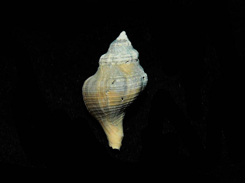 (image for) Urosalpinx subrusticus 1 1/8” or 27.26mm. St. Mary's Formation Lot#17901