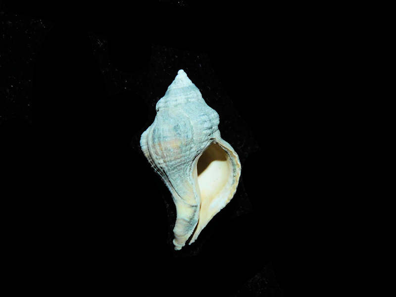 Modal Additional Images for Urosalpinx subrusticus 1 1/8” or 27.26mm. St. Mary's Formation Lot#17901
