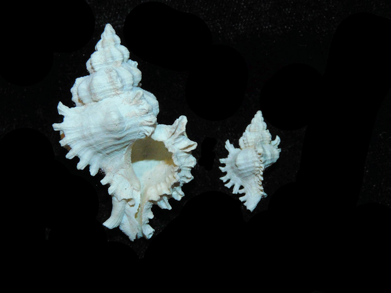 Modal Additional Images for Chicoreus xestos 44.46mm & 21.38mm (Dwarf)(2)-LOT#700984G