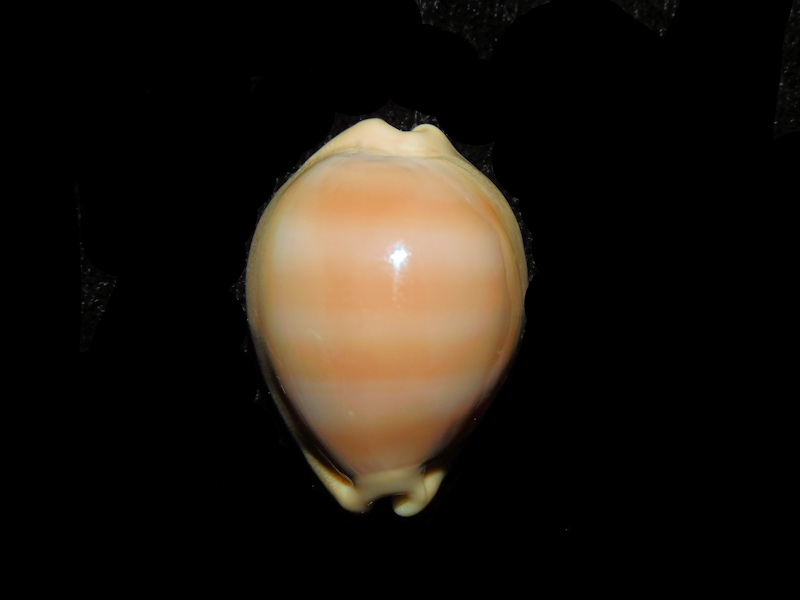 Lyncina sulcidentata 1 ¼” or 29.55mm. "Dwarf" LOT#901256JB Hawaii (image for) Lyncina sulcidentata 1 ¼” or 29.55mm. "Dwarf" LOT#901256JB Hawaii