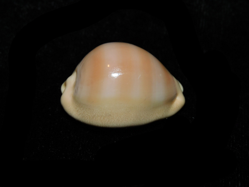 Lyncina sulcidentata 1 ¼” or 29.55mm. "Dwarf" LOT#901256JB Hawaii