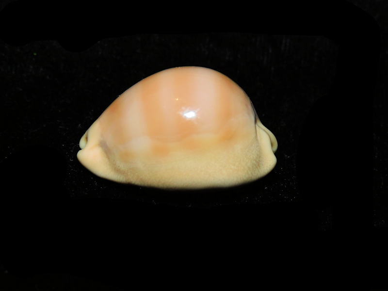 Lyncina sulcidentata 1 ¼” or 29.55mm. "Dwarf" LOT#901256JB Hawaii