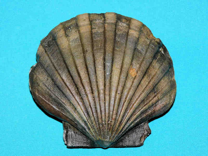 (image for) Chesapecten jeffersonius 4 3/8” or 108.77mm."Virginia"Lot#17882