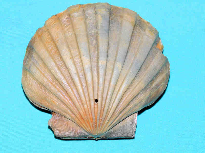 Modal Additional Images for Chesapecten jeffersonius 4 3/8” or 108.77mm."Virginia"Lot#17882