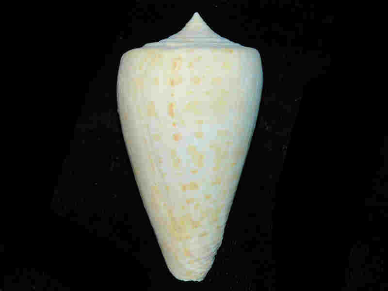 (image for) Lindaconus cherokus 3” or 74.71mm."With Markings" Lot#17972
