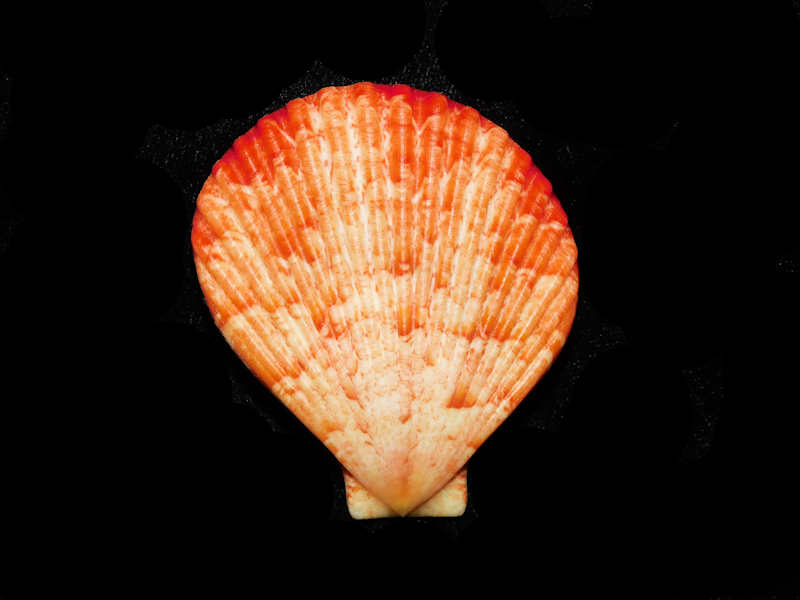 (image for) Anguipecten superbus 2 3/8” or 58.43mm. "Rare and Superb Pair" LOT#