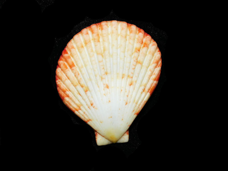 Modal Additional Images for Anguipecten superbus 2 3/8” or 58.43mm. "Rare and Superb Pair" LOT#