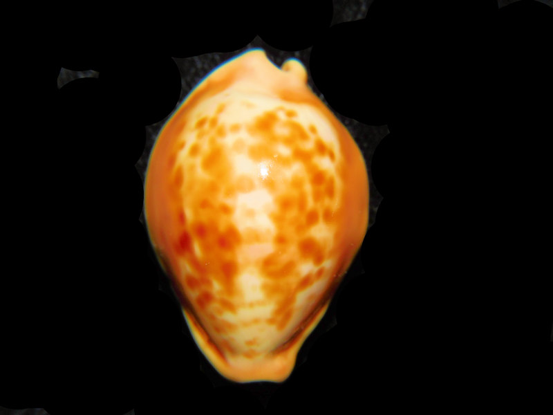 (image for) Propustularia surinamensis 1 1/4” or 29.02mm."Rare Brazillian Beauty" LOT#901220JB