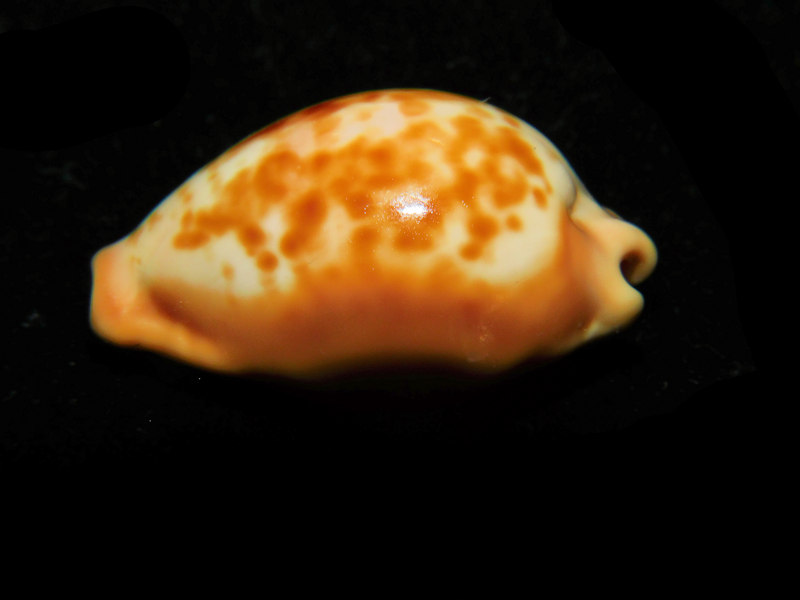 Propustularia surinamensis 1 1/4” or 29.02mm."Rare Brazillian Beauty" LOT#901220JB