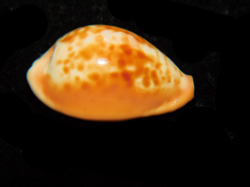 Propustularia surinamensis 1 1/4” or 29.02mm."Rare Brazillian Beauty" LOT#901220JB