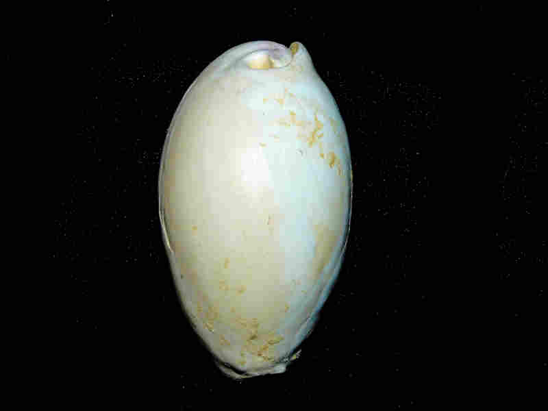 (image for) Siphocypraea (Lokossea) swearingeni 3” or 76.53mm."Uncommon" Lot#17964