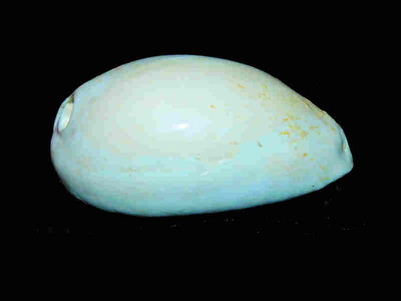 Siphocypraea (Lokossea) swearingeni 3” or 76.53mm."Uncommon" Lot#17964