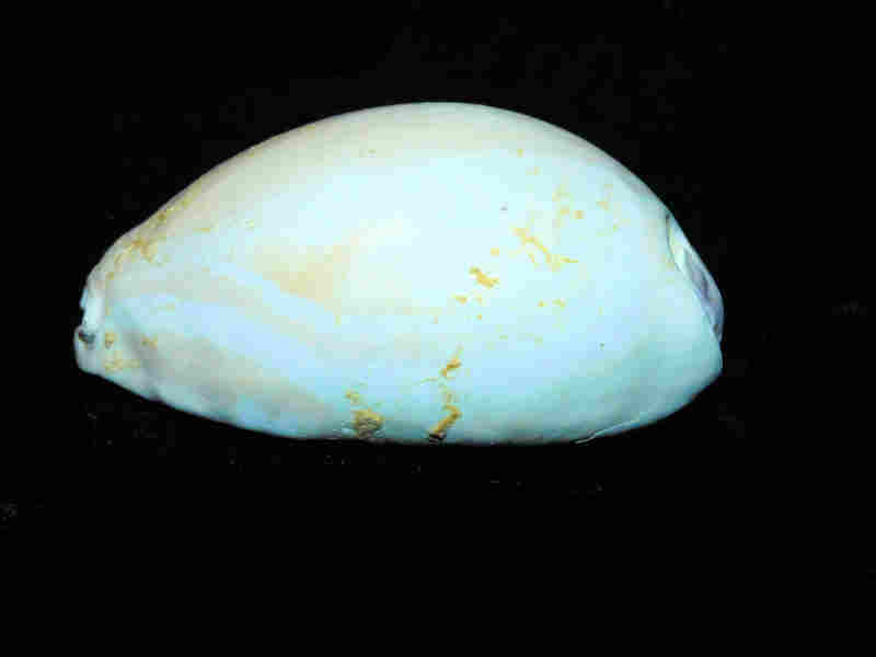Siphocypraea (Lokossea) swearingeni 3” or 76.53mm."Uncommon" Lot#17964