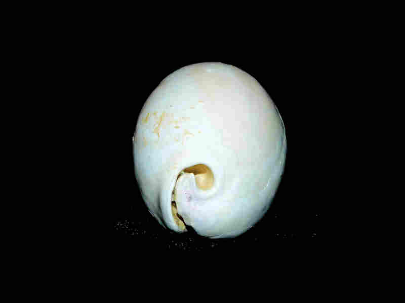 Modal Additional Images for Siphocypraea (Lokossea) swearingeni 3” or 76.53mm."Uncommon" Lot#17964