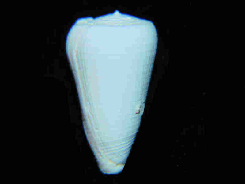 (image for) Tequestaconus miamiensis 1 1/8” or 28.17mm. "Ultra-Rare" Golden Gate Lot#17940