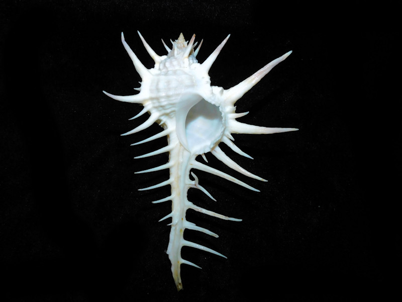 Murex ternispina 4 ¾” or 117.55mm."Freak Spines" #700693