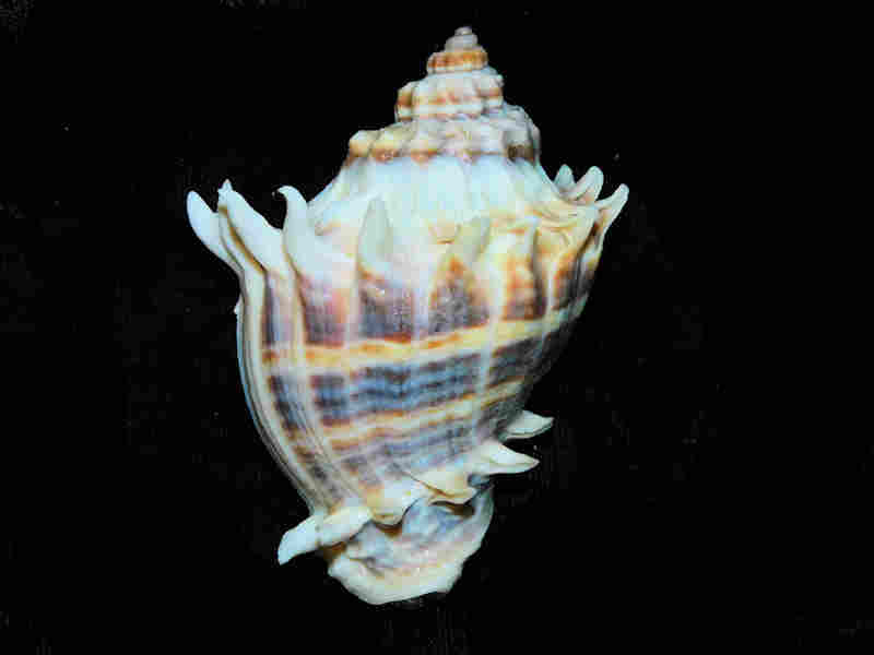 (image for) Melongena corona 2 3/4” or 68.45mm."Sanibel Island" Lot#17934