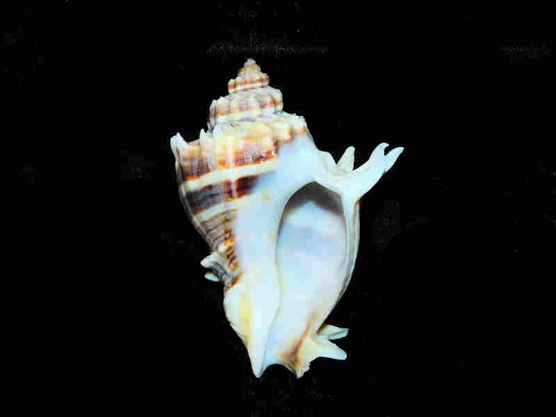 Modal Additional Images for Melongena corona 2 3/4” or 68.45mm."Sanibel Island" Lot#17934