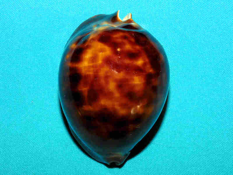 (image for) Zoila thersites thersites 2 ¾” or 71.89mm."Gorgeous Dark Rare" LOT#901216JB