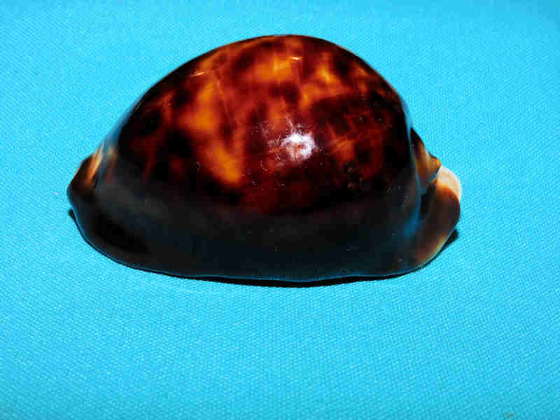 Zoila thersites thersites 2 ¾” or 71.89mm."Gorgeous Dark Rare" LOT#901216JB