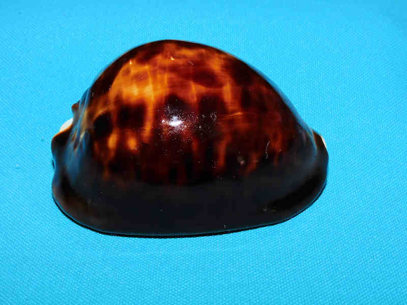 Zoila thersites thersites 2 ¾” or 71.89mm."Gorgeous Dark Rare" LOT#901216JB