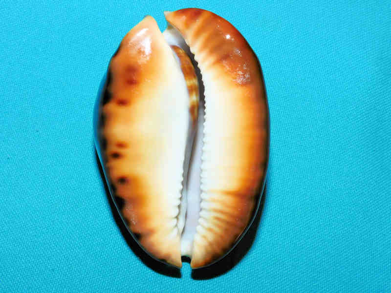 Modal Additional Images for Zoila thersites thersites 2 ¾” or 71.89mm."Gorgeous Dark Rare" LOT#901216JB