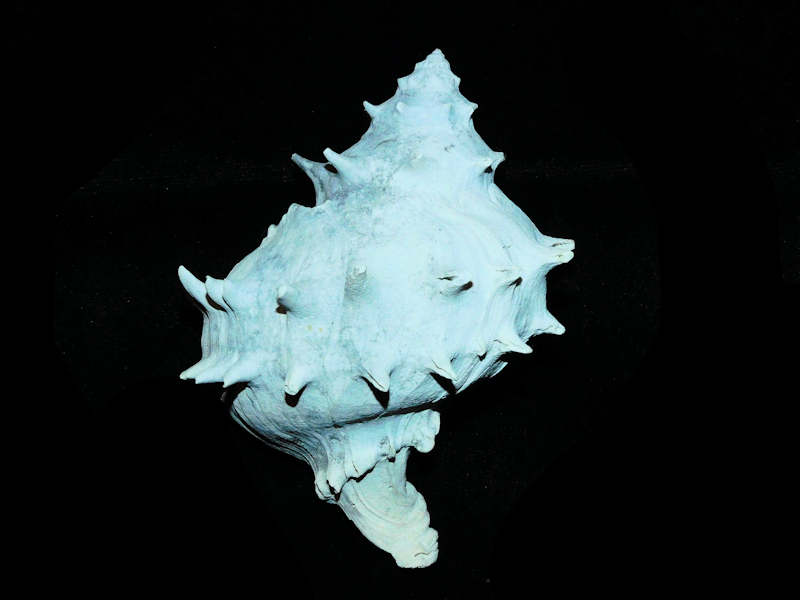 (image for) Tropochasca lindae 4” or 101.87mm."Rare & Very Large Fossil Melongena" Lot#17922