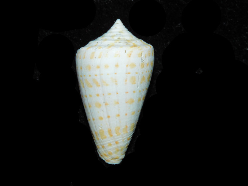 (image for) Lindaconus tuckeri 1 5/8” or 36.77mm. "Golden Gate Conidae LOT#17996