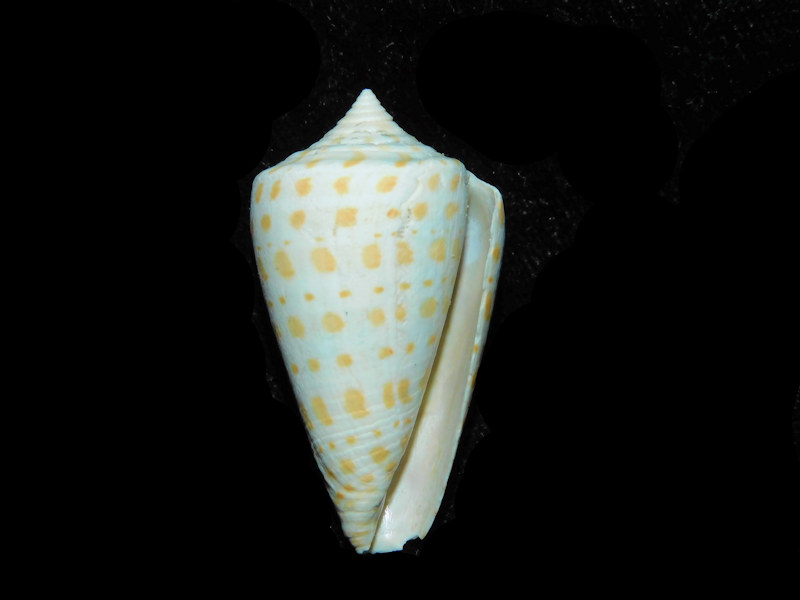 Modal Additional Images for Lindaconus tuckeri 1 5/8” or 36.77mm. "Golden Gate Conidae LOT#17996