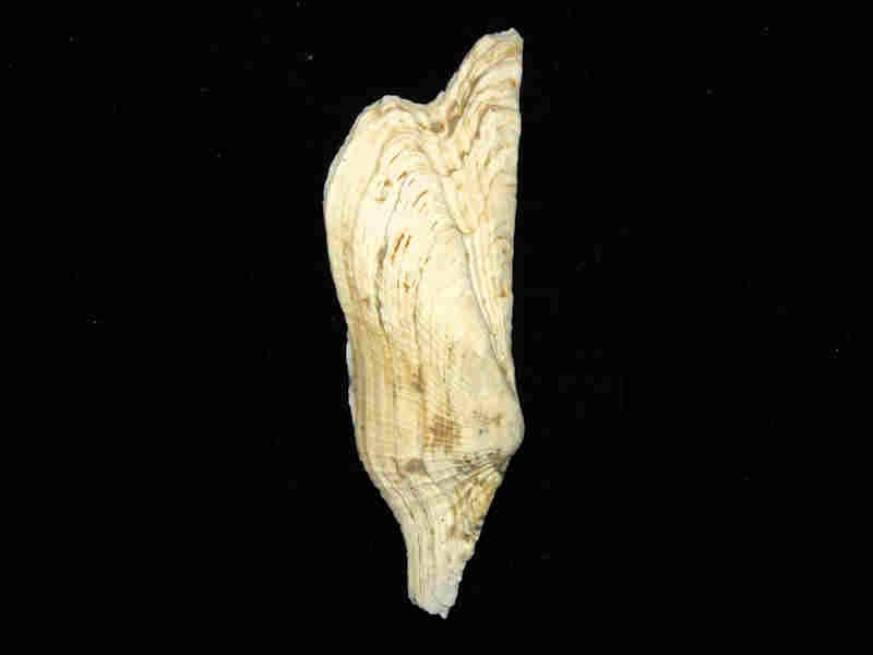 Arcoptera wagneria 4 1/8" or 103.64mm."Bonita Grande" Lot#17960