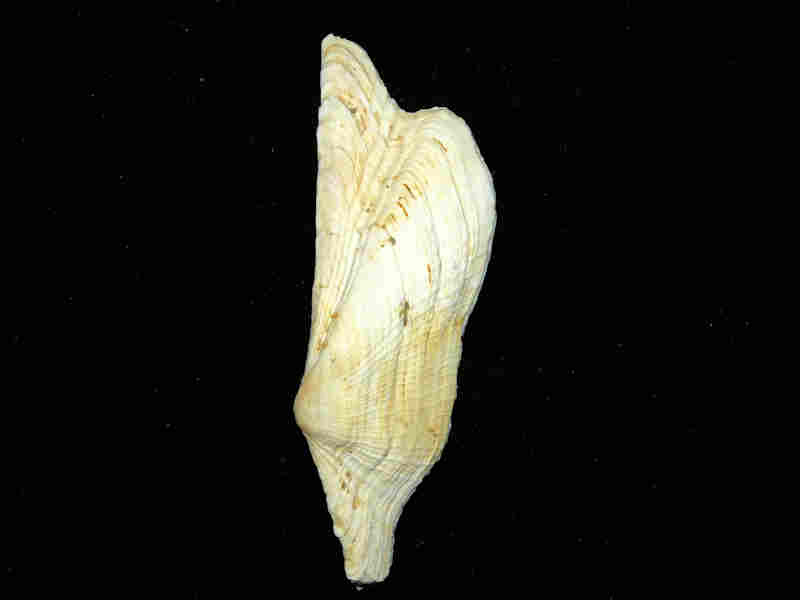 Arcoptera wagneria 4 1/8" or 103.64mm."Bonita Grande" Lot#17960