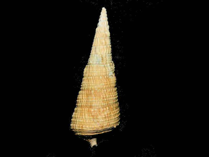 (image for) Cerithioclava turricula 2 5/8” or 63.68mm. "Golden Gate Rare" Lot#17879