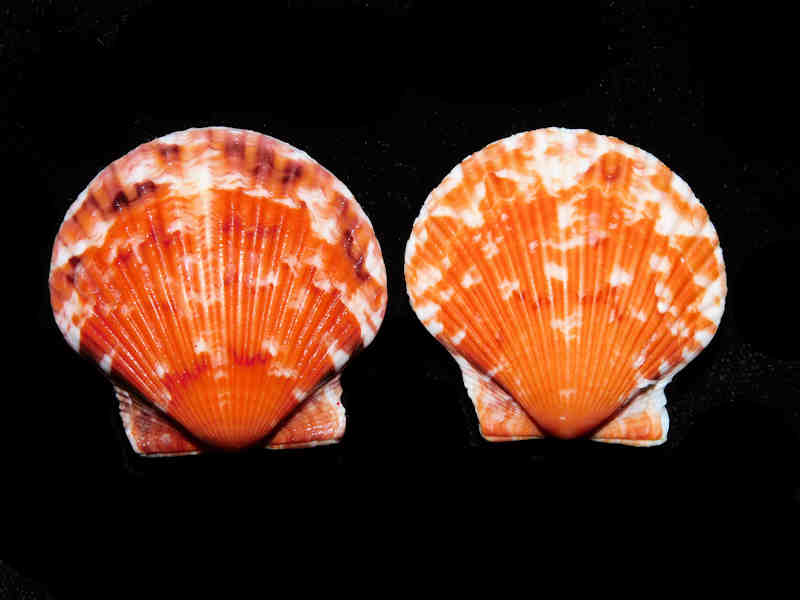(image for) Argopecten gibbus (2) 37.37mm & 37.20mm."Gorgeous Sanibel Oranges" LOT#17992