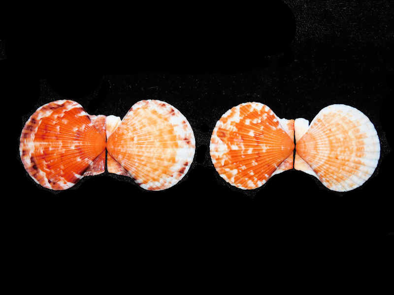 Modal Additional Images for Argopecten gibbus (2) 37.37mm & 37.20mm."Gorgeous Sanibel Oranges" LOT#17992