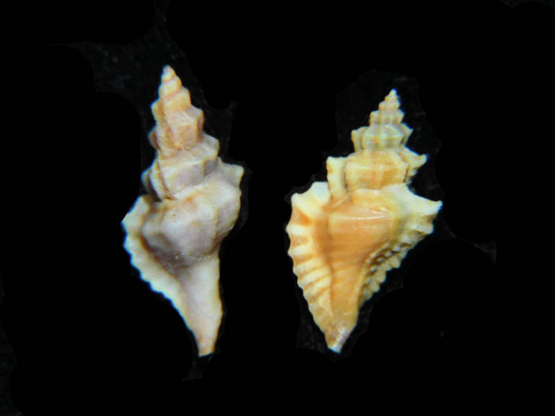 (image for) Eupleura sulcidentata (2) 22.21 & 19.64mm. w/o "Tampa Bay" Lot#17894