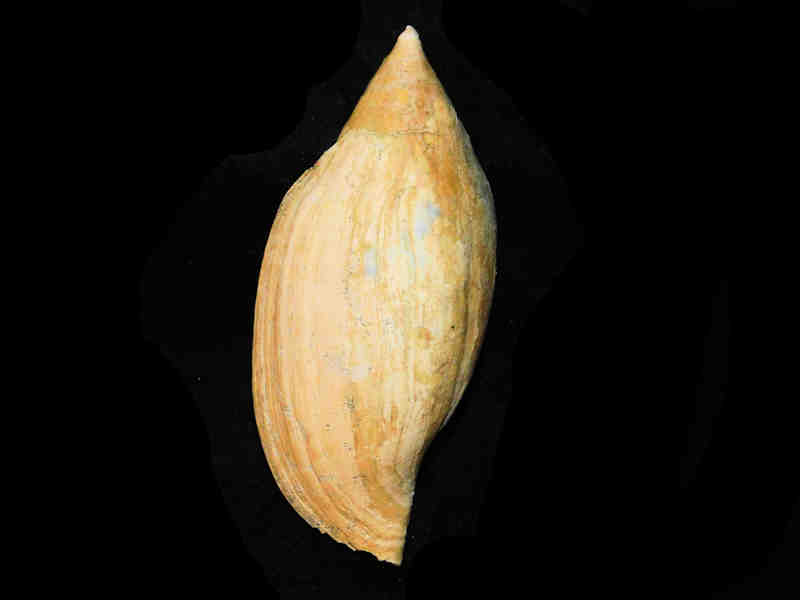 (image for) Volutifusus typus 5 7/8”-or 148.56mm."Great Lee Creek" LOT#17887