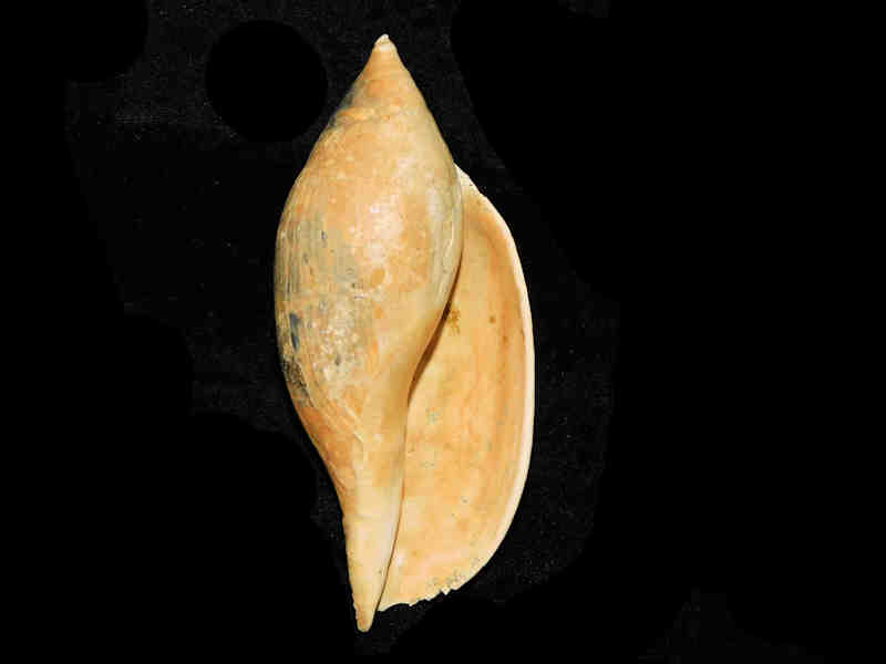 Modal Additional Images for Volutifusus typus 5 7/8”-or 148.56mm."Great Lee Creek" LOT#17887