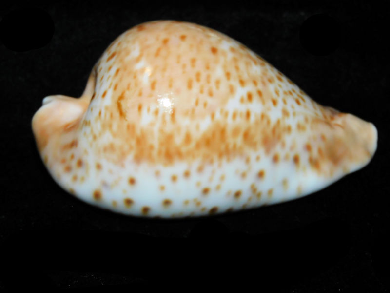 Umbilia hesitata hesitata 3 ½” or 86.11mm."Bass Straits Superb"LOT#901250JB